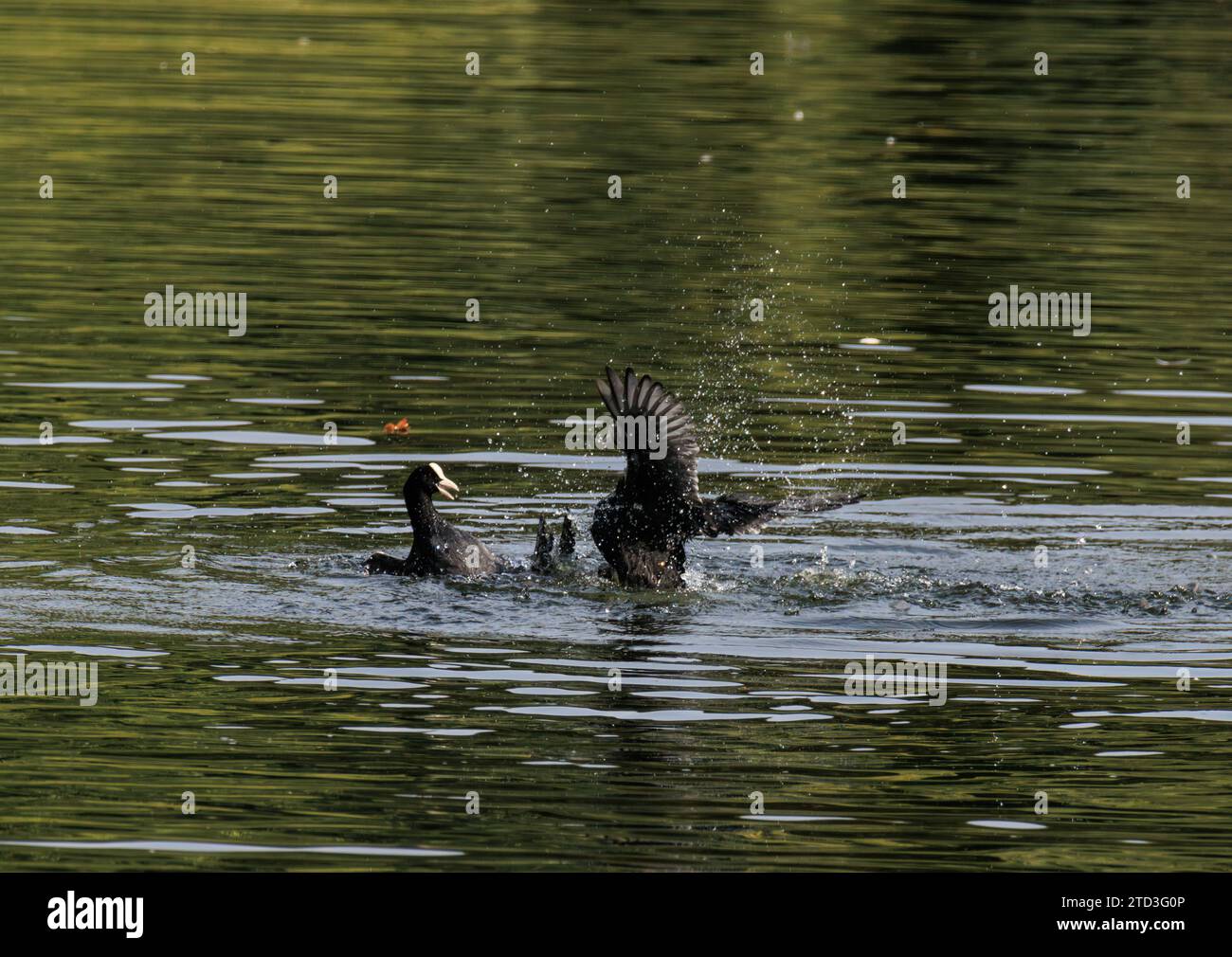 Zwei eurasische Hähnchen, die mit ihren Füßen kämpfen und im Wasser plätschern Stockfoto