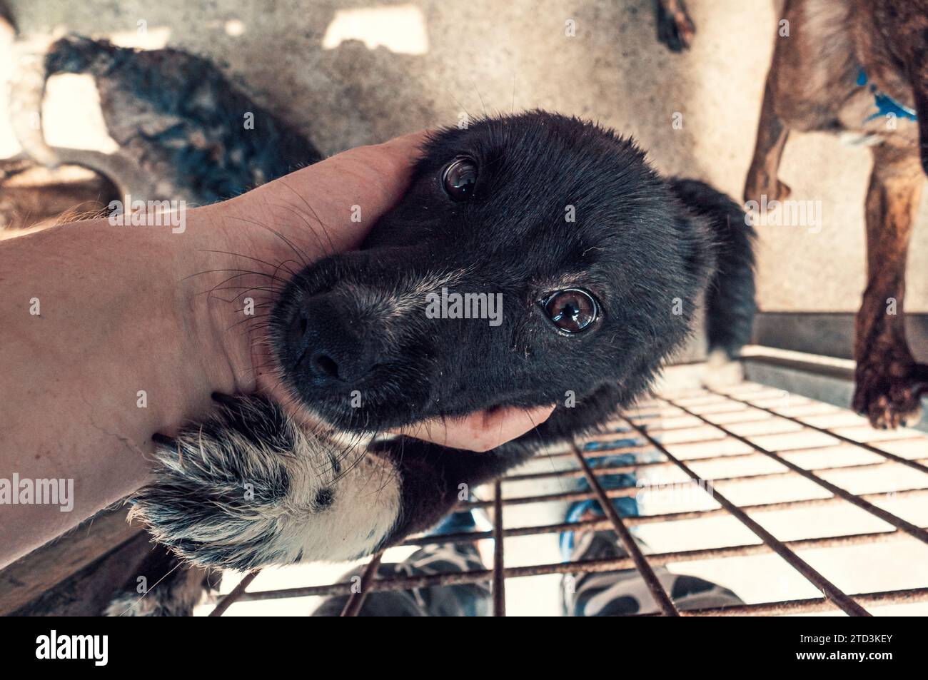Nahaufnahme des männlichen, mit der Hand verstreichenden streunenden Hundes im Tierheim. Menschen, Tiere, Volunteering Und Helfende Konzepte. Stockfoto