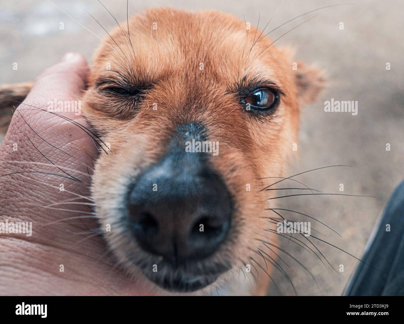 Nahaufnahme des männlichen, mit der Hand verstreichenden streunenden Hundes im Tierheim. Menschen, Tiere, Volunteering Und Helfende Konzepte. Stockfoto
