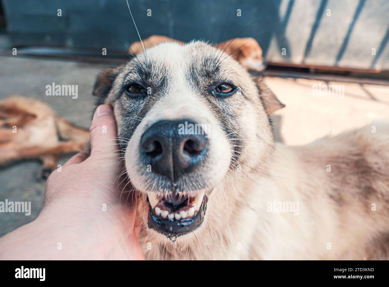 Nahaufnahme des männlichen, mit der Hand verstreichenden streunenden Hundes im Tierheim. Menschen, Tiere, Volunteering Und Helfende Konzepte. Stockfoto
