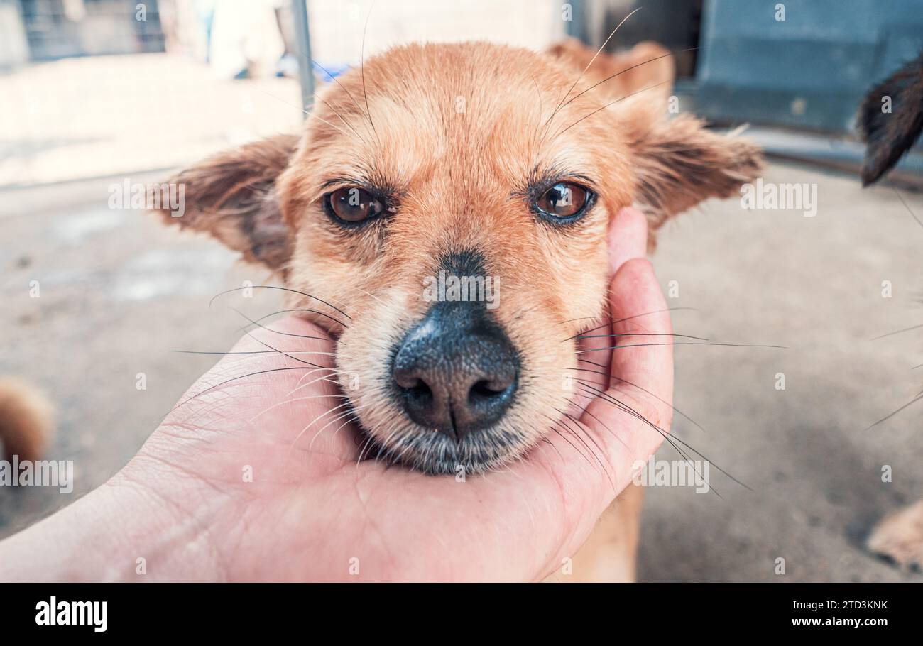 Nahaufnahme des männlichen, mit der Hand verstreichenden streunenden Hundes im Tierheim. Menschen, Tiere, Volunteering Und Helfende Konzepte. Stockfoto