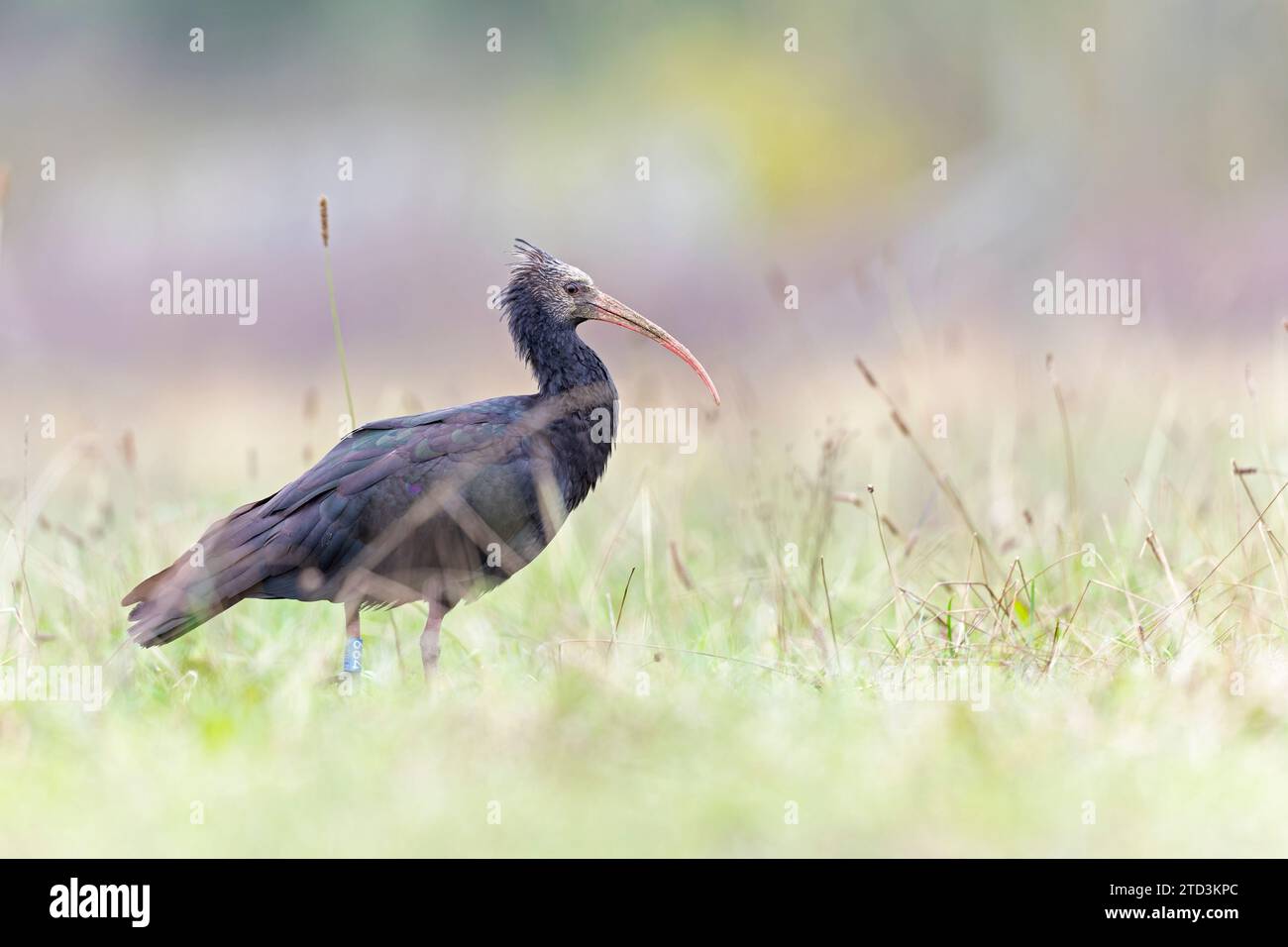 Nördlicher kahler Ibis auf einer Wiese auf der Suche Stockfoto