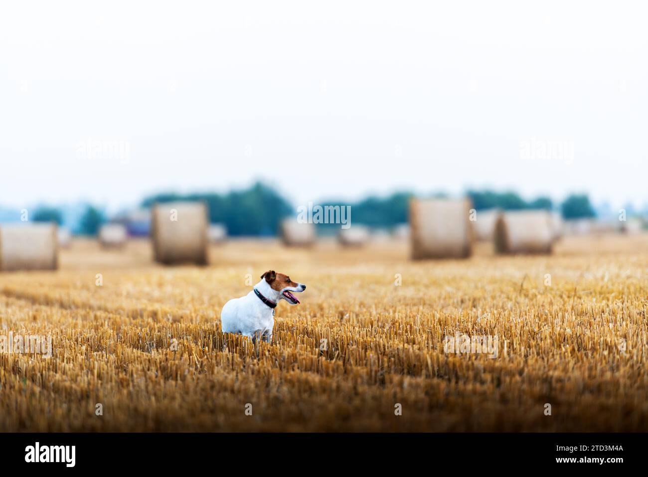 Jack Russell Terrierhund auf landwirtschaftlichem Feld mit runden Ballen trockenem Heu bei Sonnenuntergang. Ländliche Landschaft Stockfoto