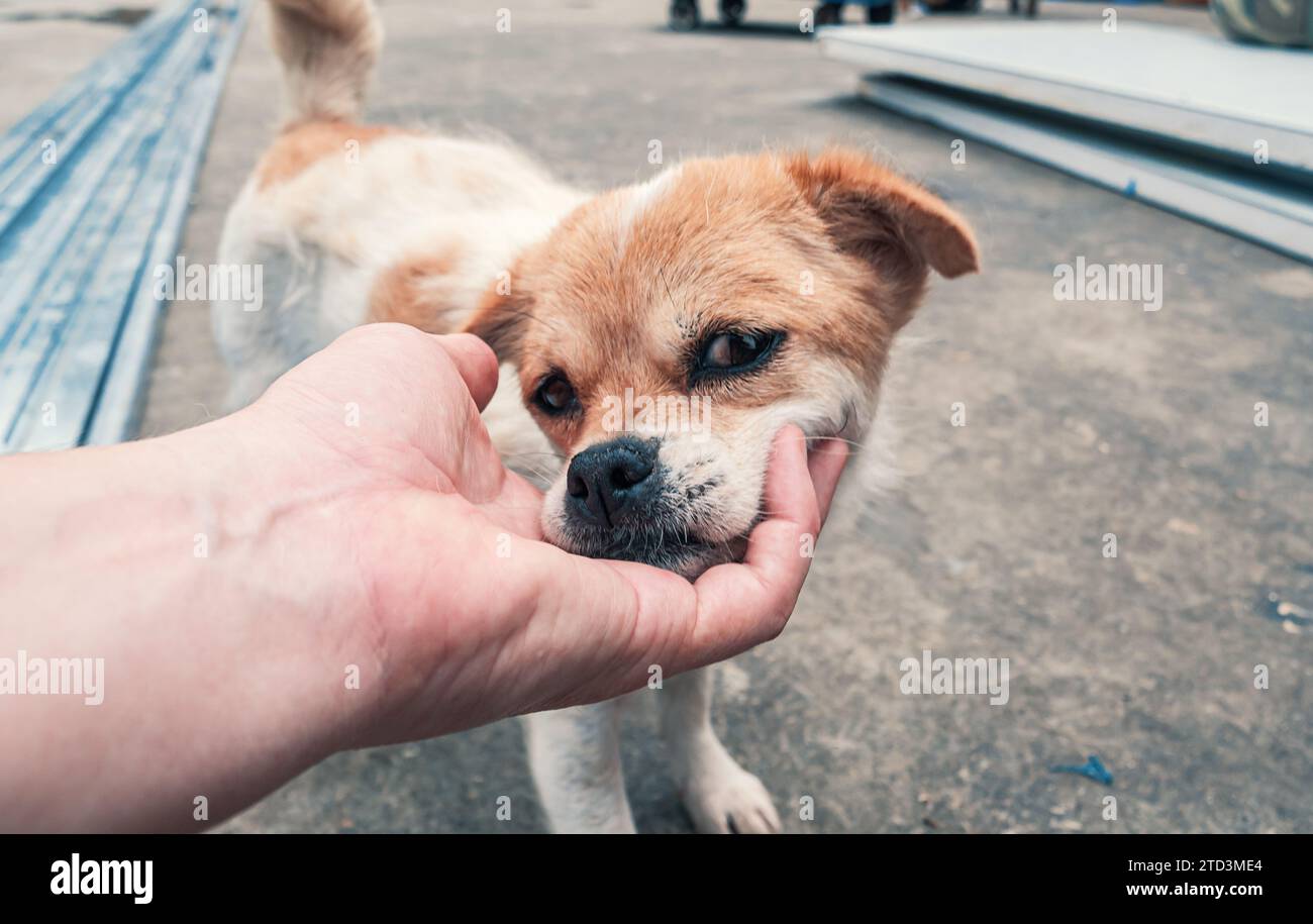 Nahaufnahme des männlichen, mit der Hand verstreichenden streunenden Hundes im Tierheim. Menschen, Tiere, Volunteering Und Helfende Konzepte. Stockfoto