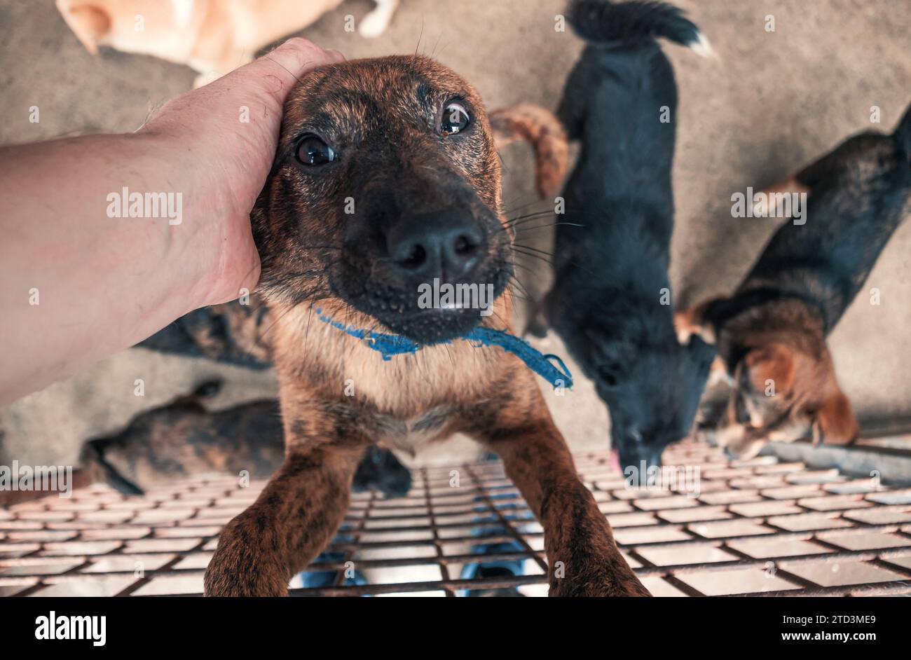 Nahaufnahme des männlichen, mit der Hand verstreichenden streunenden Hundes im Tierheim. Menschen, Tiere, Volunteering Und Helfende Konzepte. Stockfoto