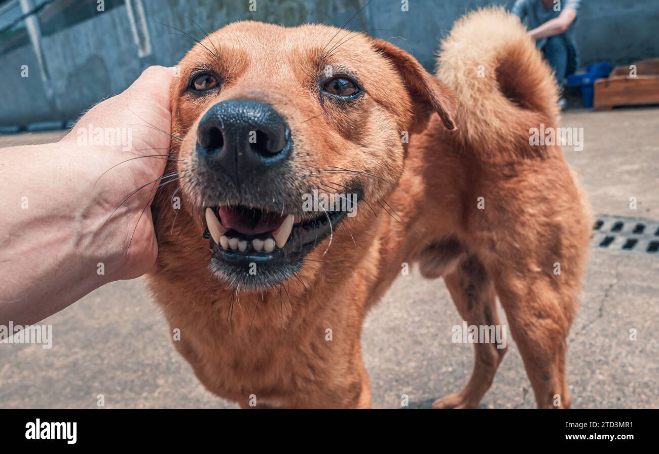 Nahaufnahme des männlichen, mit der Hand verstreichenden streunenden Hundes im Tierheim. Menschen, Tiere, Volunteering Und Helfende Konzepte. Stockfoto