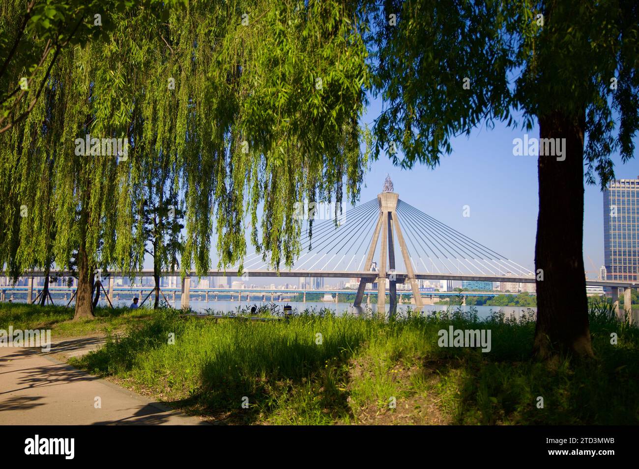 Seoul, Südkorea - 2. Juni 2023: Olympische Brücke durch hängende Bäume über unbefestigten Wegen in der ruhigen Umgebung des Gwangnaru Hangang Park. Stockfoto