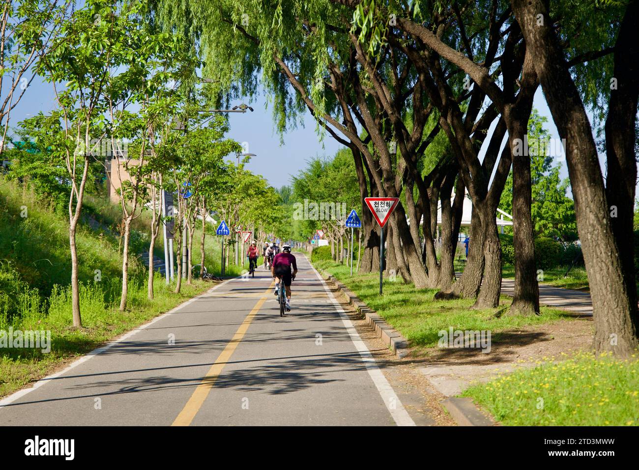 Seoul, Südkorea - 2. Juni 2023: Radfahrer fahren mittags unter den Baumkronen, die über einem ruhigen Radweg im Hangang Park hängen. Stockfoto