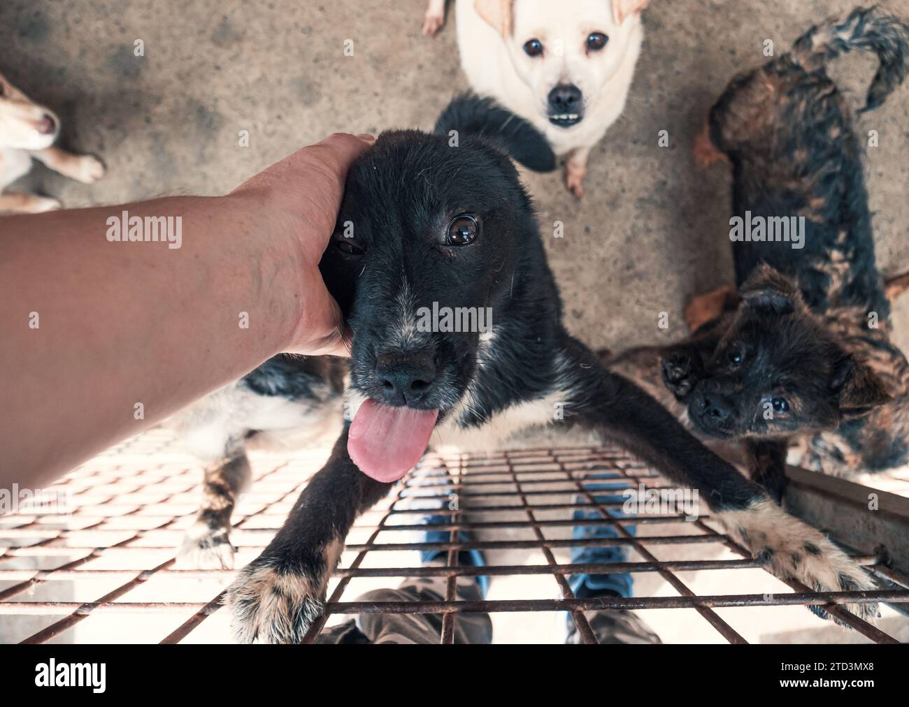Nahaufnahme des männlichen, mit der Hand verstreichenden streunenden Hundes im Tierheim. Menschen, Tiere, Volunteering Und Helfende Konzepte. Stockfoto