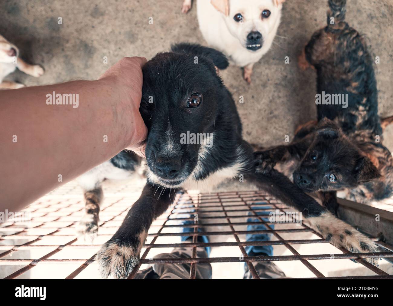 Nahaufnahme des männlichen, mit der Hand verstreichenden streunenden Hundes im Tierheim. Menschen, Tiere, Volunteering Und Helfende Konzepte. Stockfoto