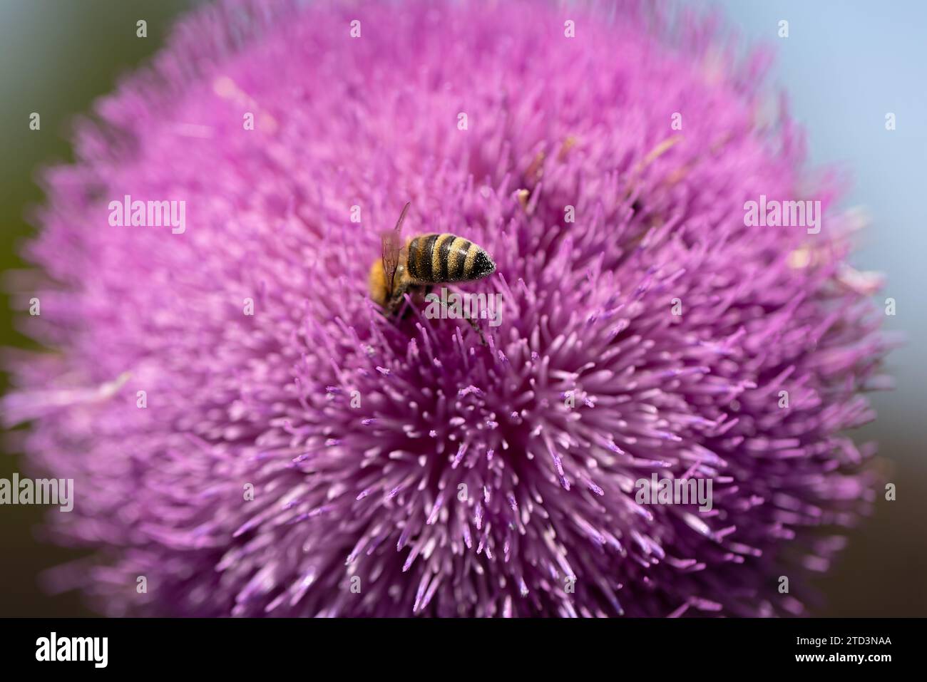 Gesegnete Mariendistel rosa Blumen auf dem Feld. Silybum marianum Pflanze. St. Marias Mariendistel blüht rosa. Nahaufnahme der Biene, die Pollen auf lila Distelfl sammelt Stockfoto