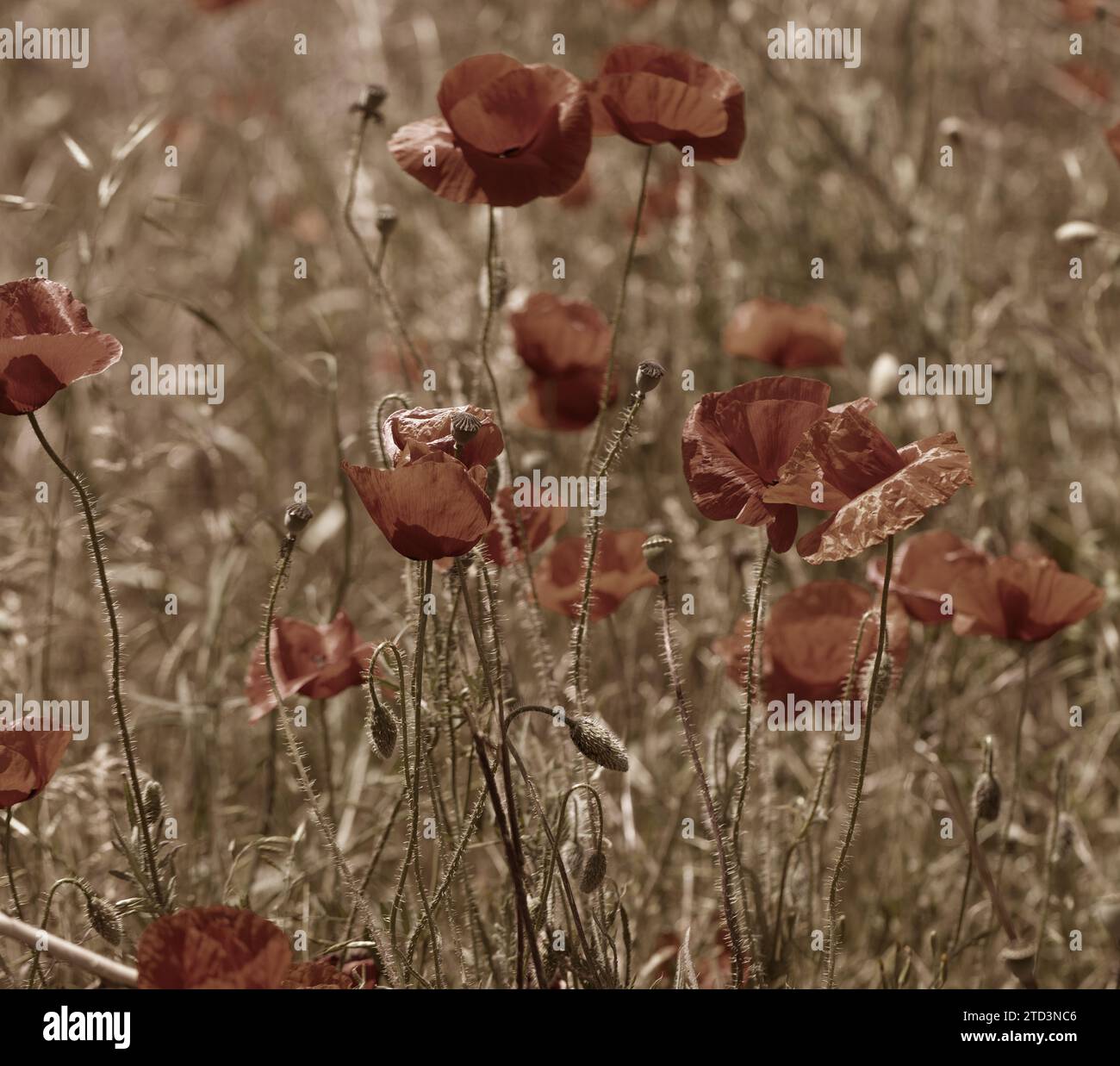 Blumen Roter Mohn blüht auf einem wilden Feld. Schönes Feld mit rotem Mohn mit selektivem Fokus. Weiches Licht. Glade von roten Mohnblumen. Tonung. Kreativer Profi Stockfoto