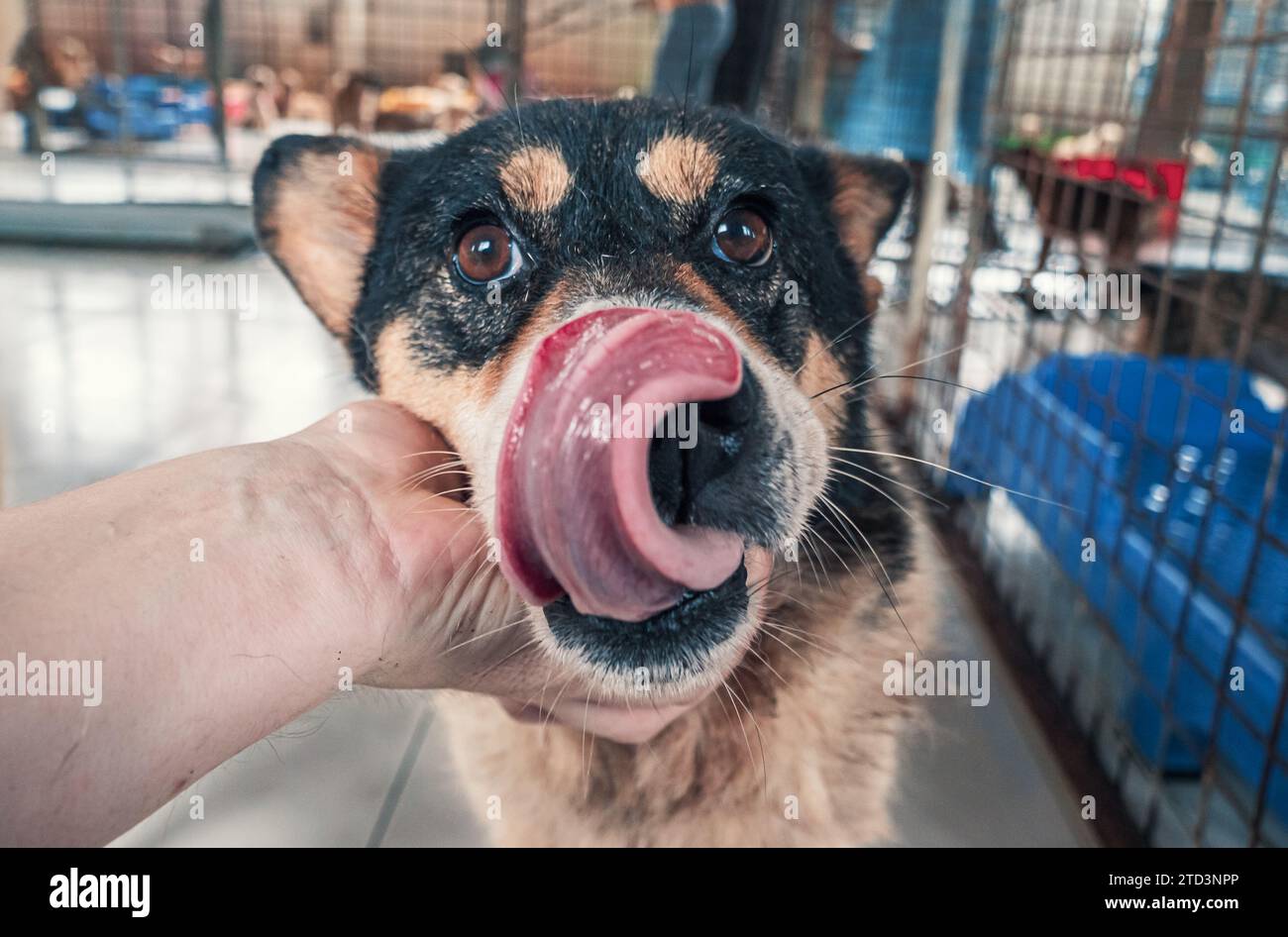 Nahaufnahme des männlichen, mit der Hand verstreichenden streunenden Hundes im Tierheim. Menschen, Tiere, Volunteering Und Helfende Konzepte. Stockfoto
