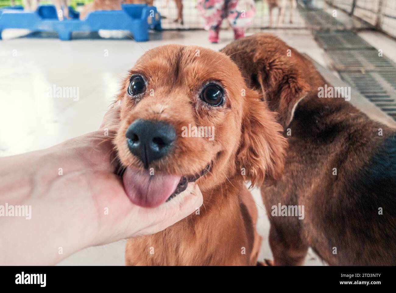 Nahaufnahme des männlichen, mit der Hand verstreichenden streunenden Hundes im Tierheim. Menschen, Tiere, Volunteering Und Helfende Konzepte. Stockfoto