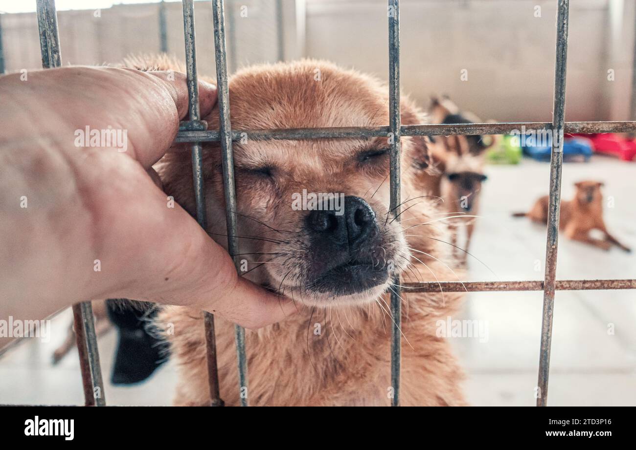 Nahaufnahme des männlichen, mit der Hand verstreichenden streunenden Hundes im Tierheim. Menschen, Tiere, Volunteering Und Helfende Konzepte. Stockfoto