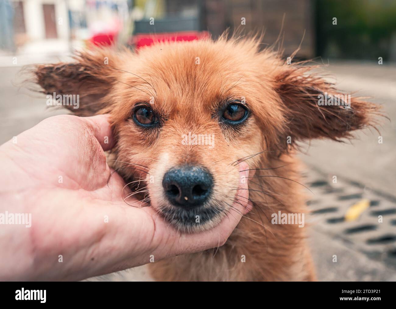 Nahaufnahme des männlichen, mit der Hand verstreichenden streunenden Hundes im Tierheim. Menschen, Tiere, Volunteering Und Helfende Konzepte. Stockfoto
