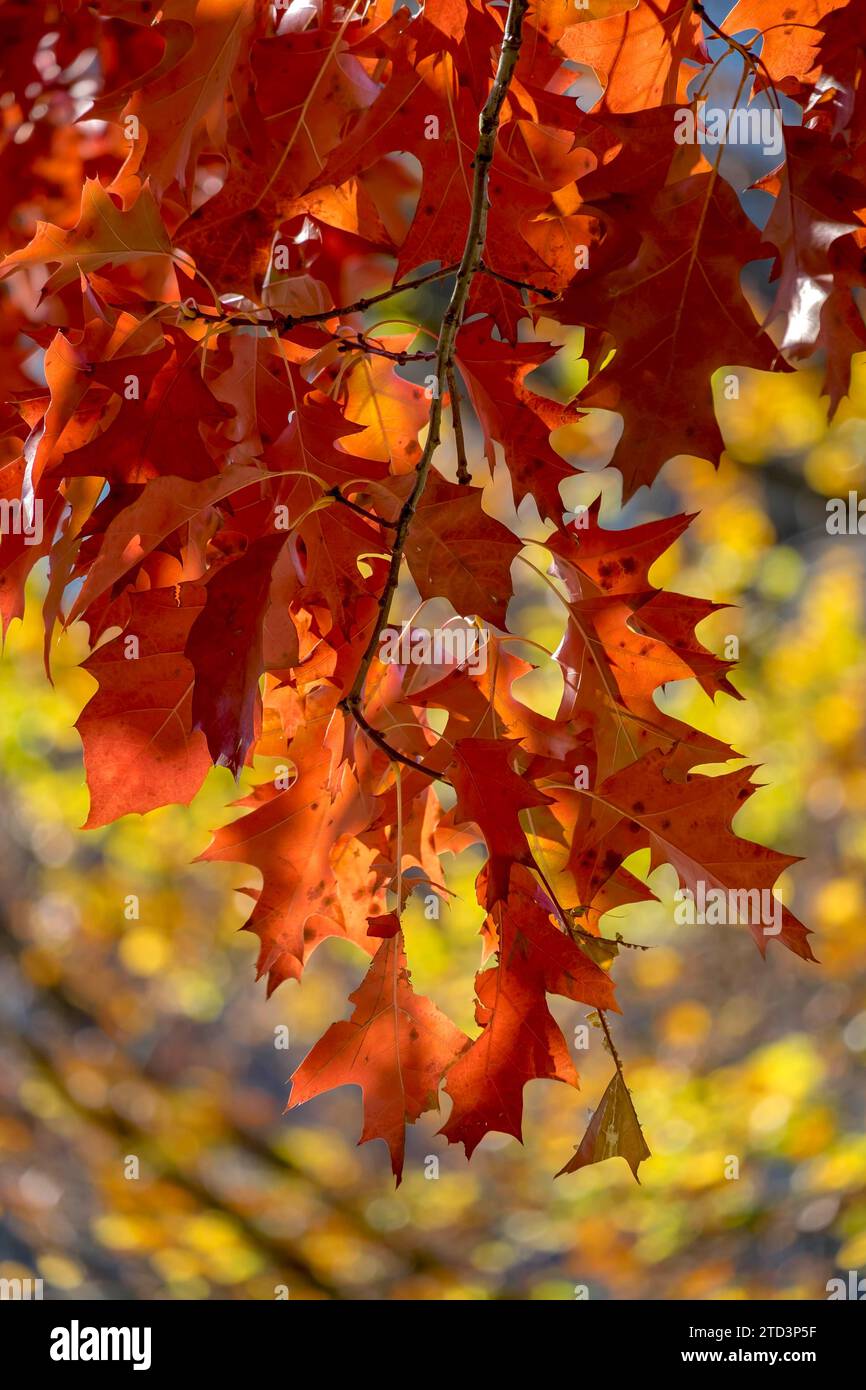 Herbstlich verfärbte Blätter der nördlichen Roteiche (Quercus rubra), Münsterland, Nordrhein-Westfalen, Deutschland Stockfoto