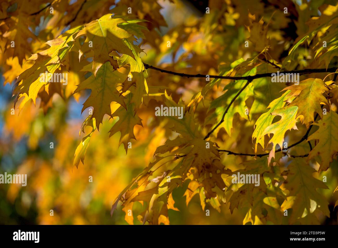 Herbstlich verfärbte Blätter der nördlichen Roteiche (Quercus rubra), Münsterland, Nordrhein-Westfalen, Deutschland Stockfoto