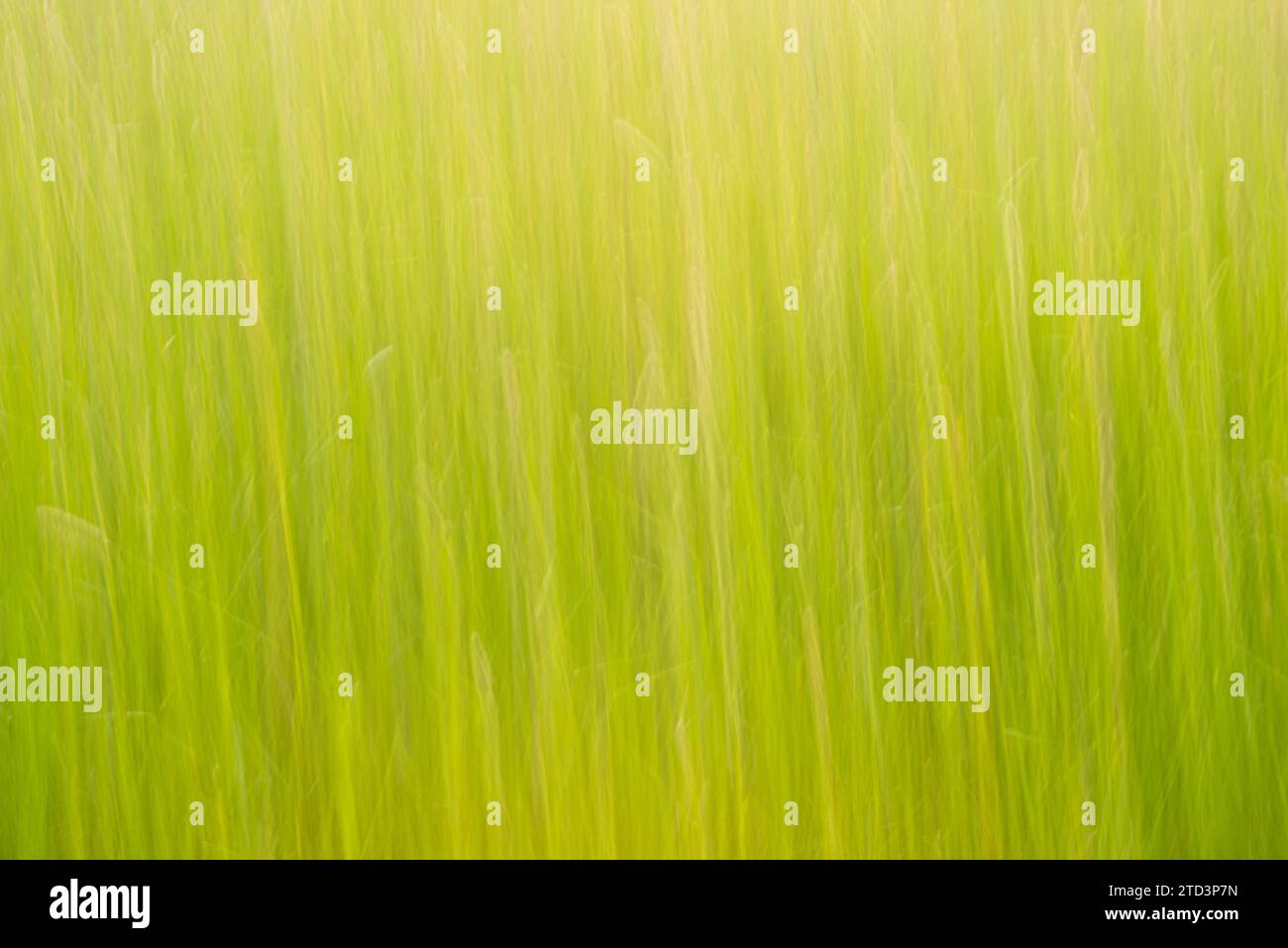 Wiese oder Weide mit hohem Gras im Frühling abstrakt, stimmungsvolles Abendlicht im Mai, Mai grün, Wischeffekt, Niedersachsen, Deutschland Stockfoto