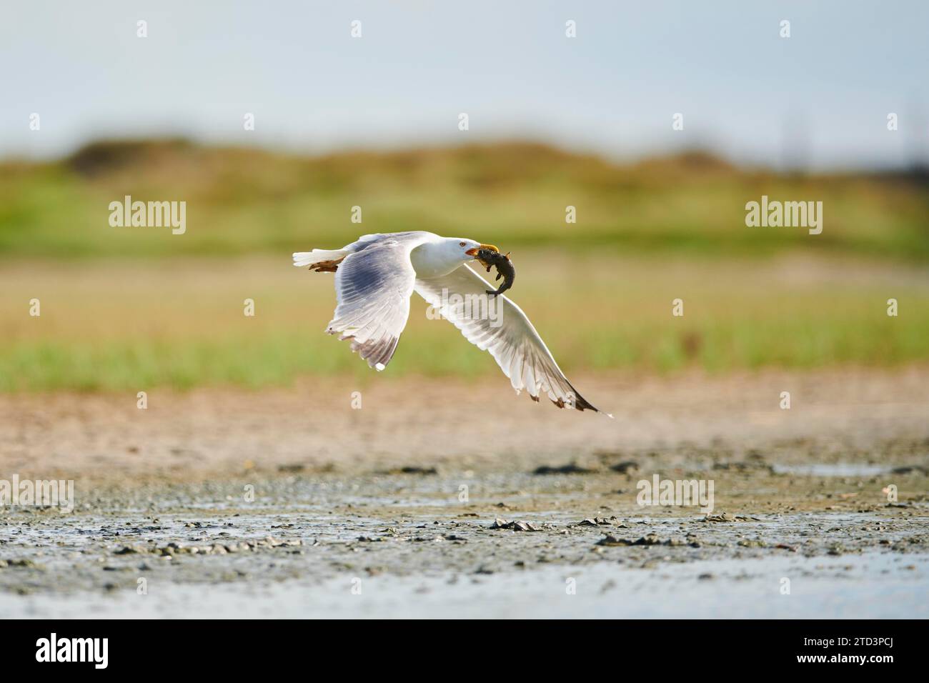 Gelbbeinmöwen (Larus michahellis), die vom Boden aus mit einem gejagten Fisch beginnen, Frankreich Stockfoto