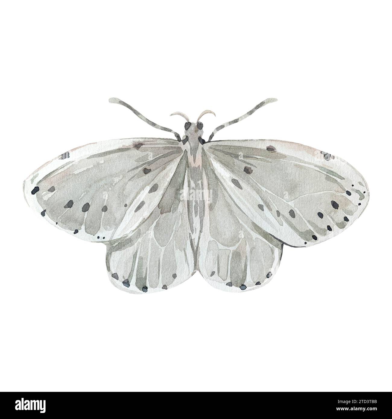 Mottenbild isoliert auf weißem Hintergrund. Handgemalt mit Aquarellen. Für die Gestaltung von Karten, Logos, Tattoos Stockfoto