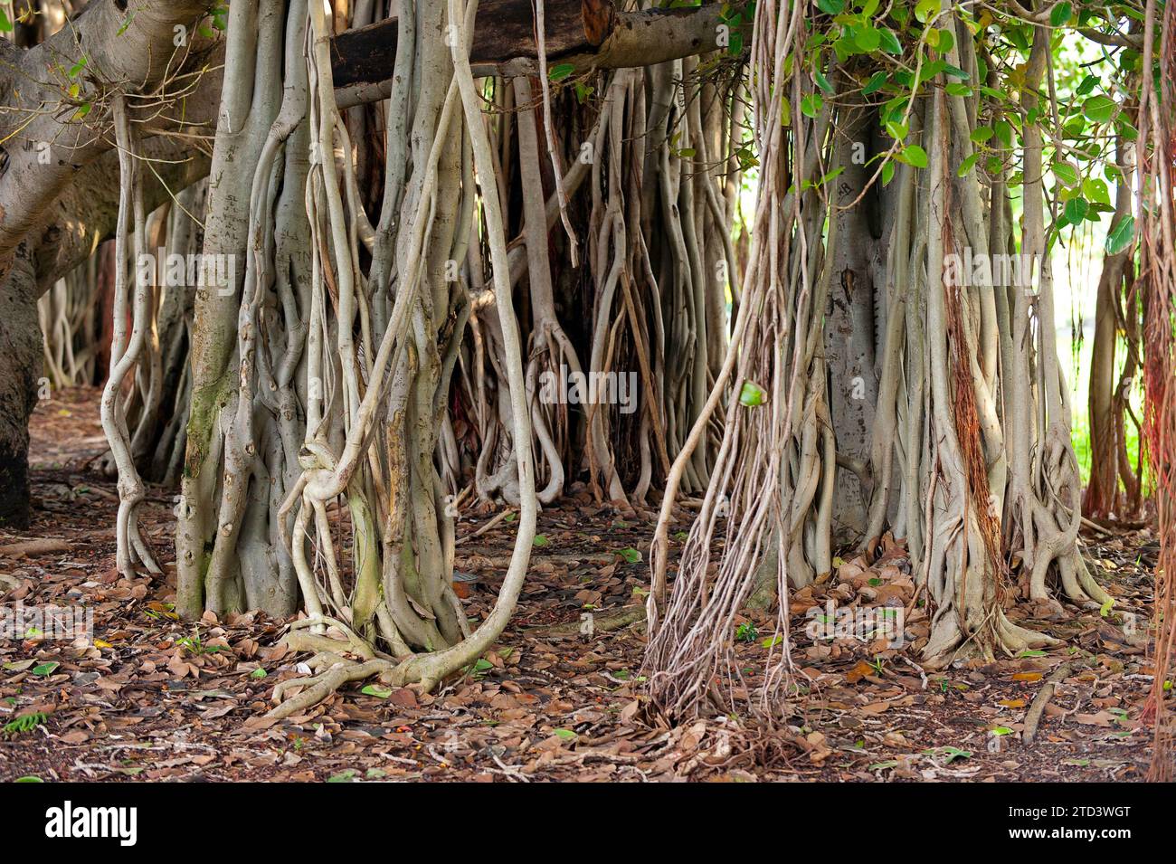 Hängende Zweige einer Strangler-Feige, Parasit, Luftwurzel, Flora, Pflanze, abb., tropischer Baum, tropisch, Australien Stockfoto