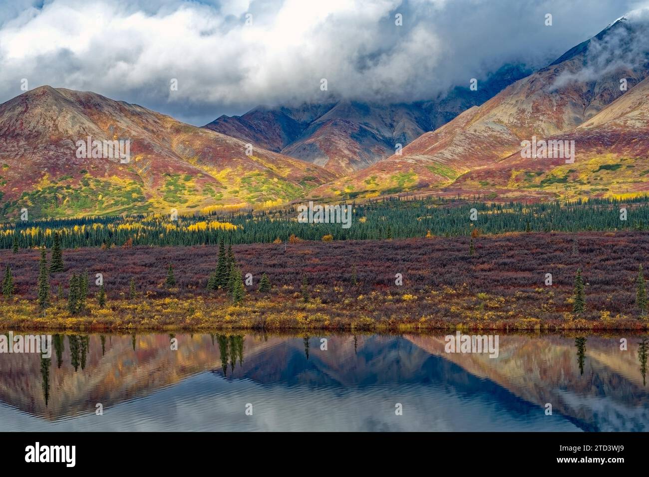 Herbstliche Landschaft im Denali State Park, intensive Farben, Reflexionen im Wasser, Zentralalasee, Alaska, USA Stockfoto