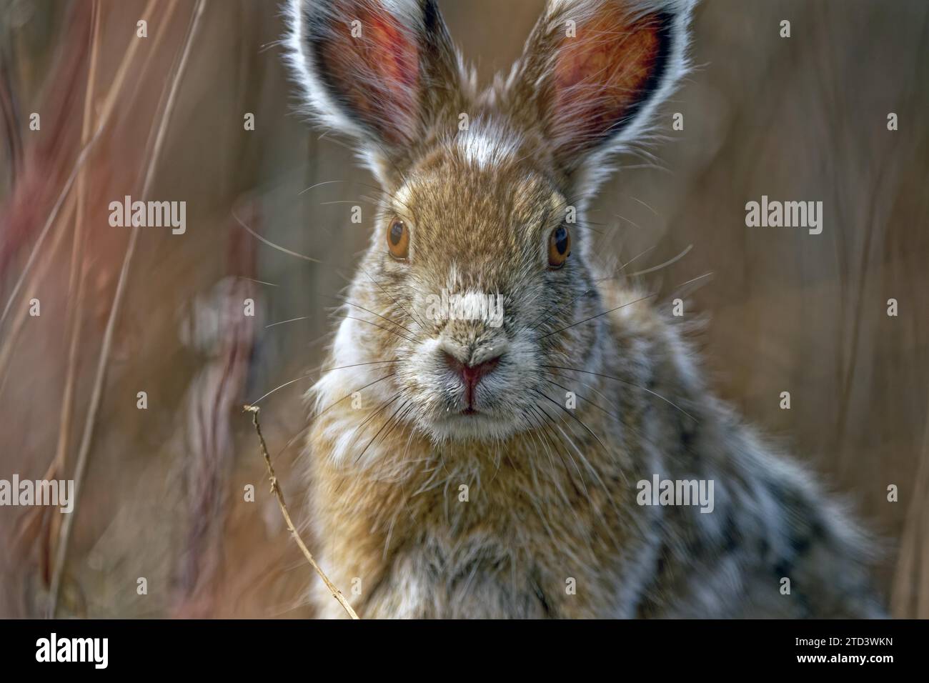 Schneeschuhhase (Lepus americanus) wechselndes Fell Winter, Sommer, detaillierte Ansicht, Yukon Territory, Kanada Stockfoto