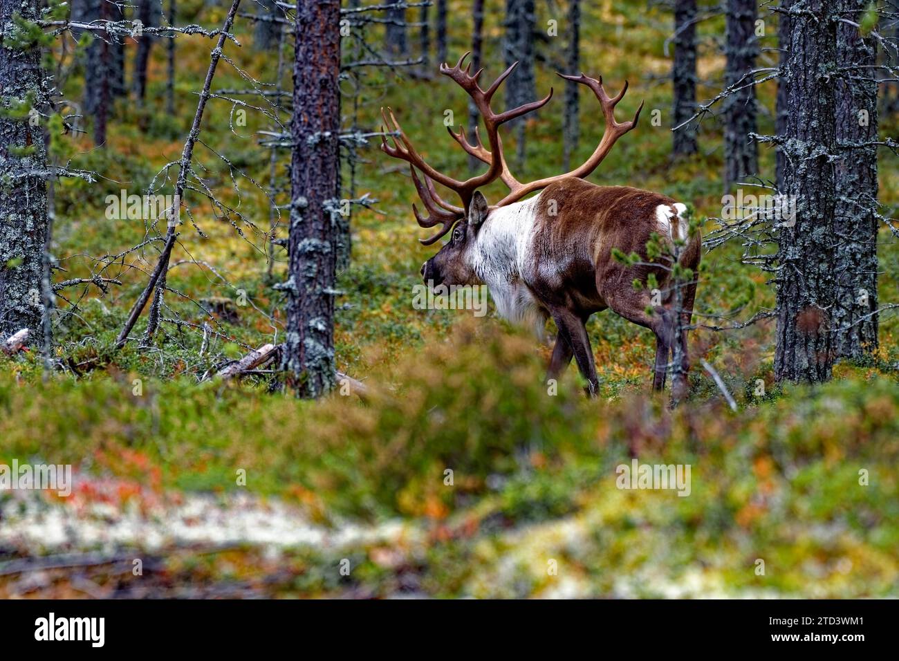 Finnische Waldrentiere (Rangifer tarandus fennicus), wild, im Wald, Kuhmo, Kainuu, nordosten Finnlands, Finnland Stockfoto