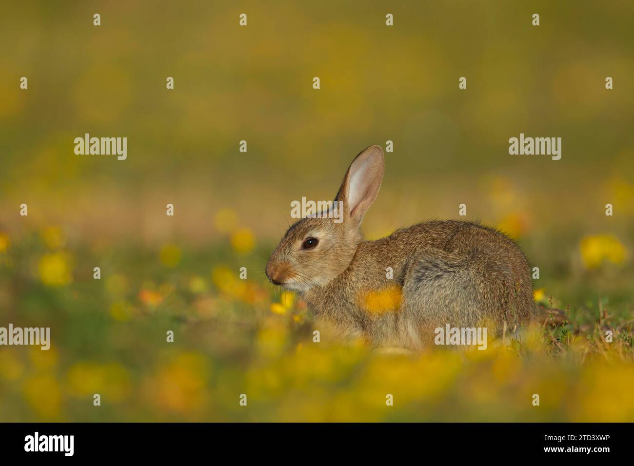 Kaninchen (Oryctolagus cuniculus) Jungtier auf einer Sommerwiese mit gelben Blüten, Suffolk, England, Vereinigtes Königreich Stockfoto