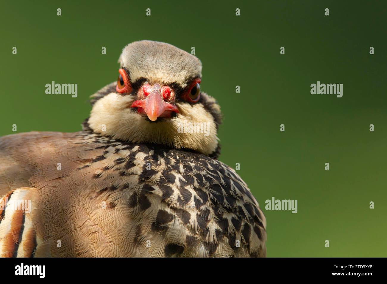 Rotbeiniges oder französisches Rebhühnchen (Alectoris rufa) Erwachsener Vogelkopf Porträt, Norfolk, England, Vereinigtes Königreich Stockfoto