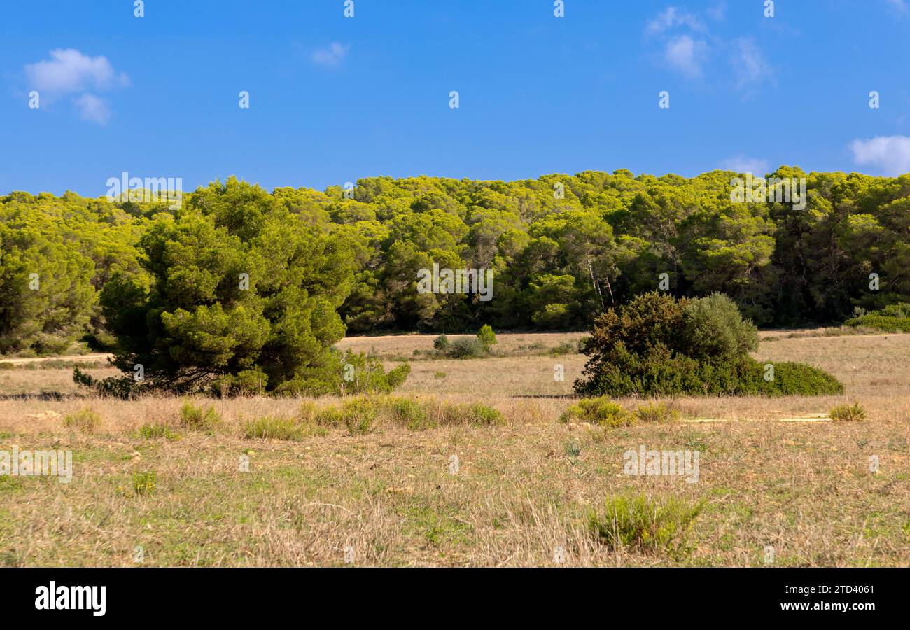 Pinienwald im Naturschutzgebiet Punta de n´Amer bei Cala Millor, Mallorca Stockfoto