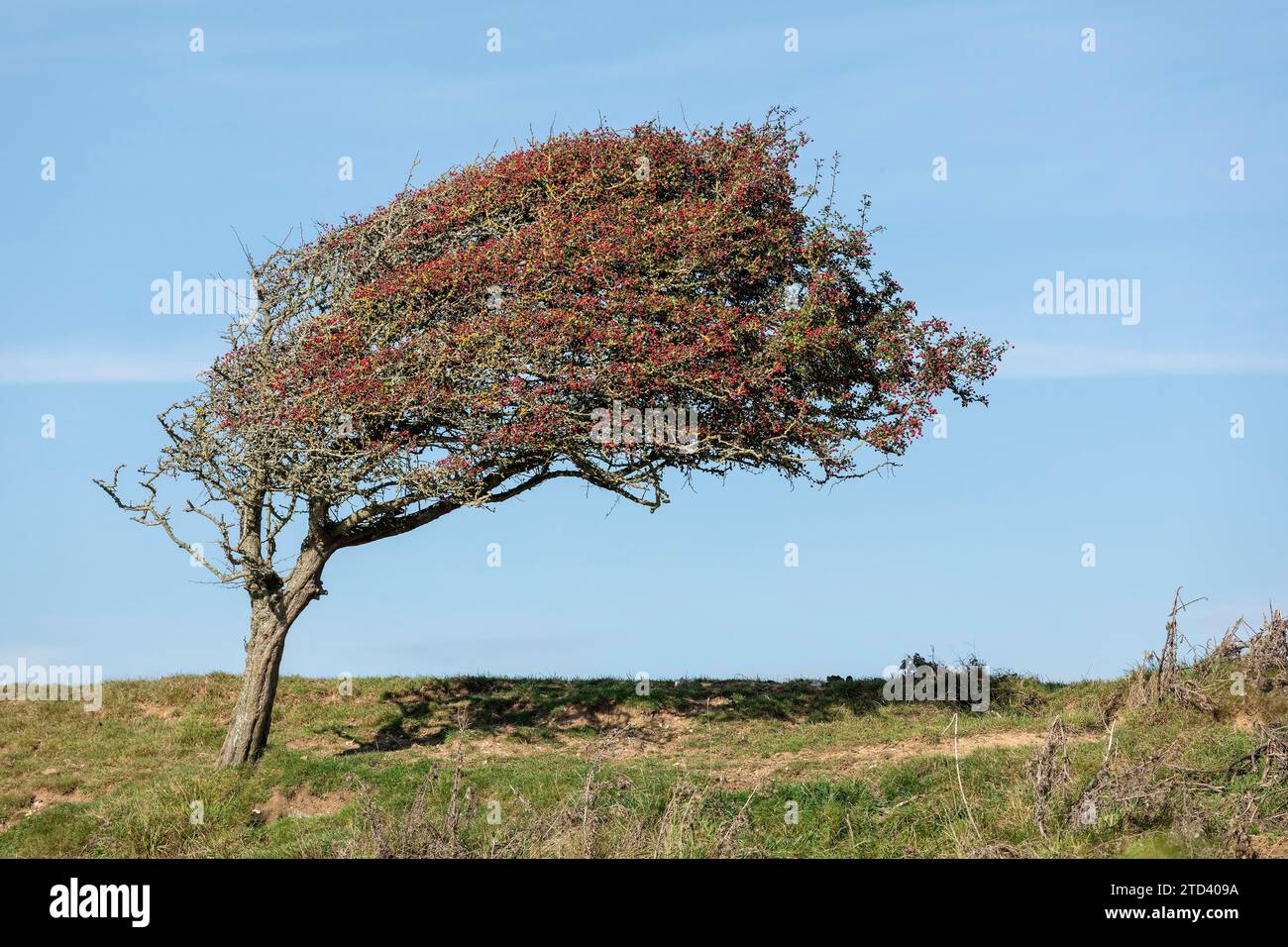 Windgepeitschte Bäume in Cuckmere Haven, Seven Sisters, East Sussex, England, Großbritannien Stockfoto
