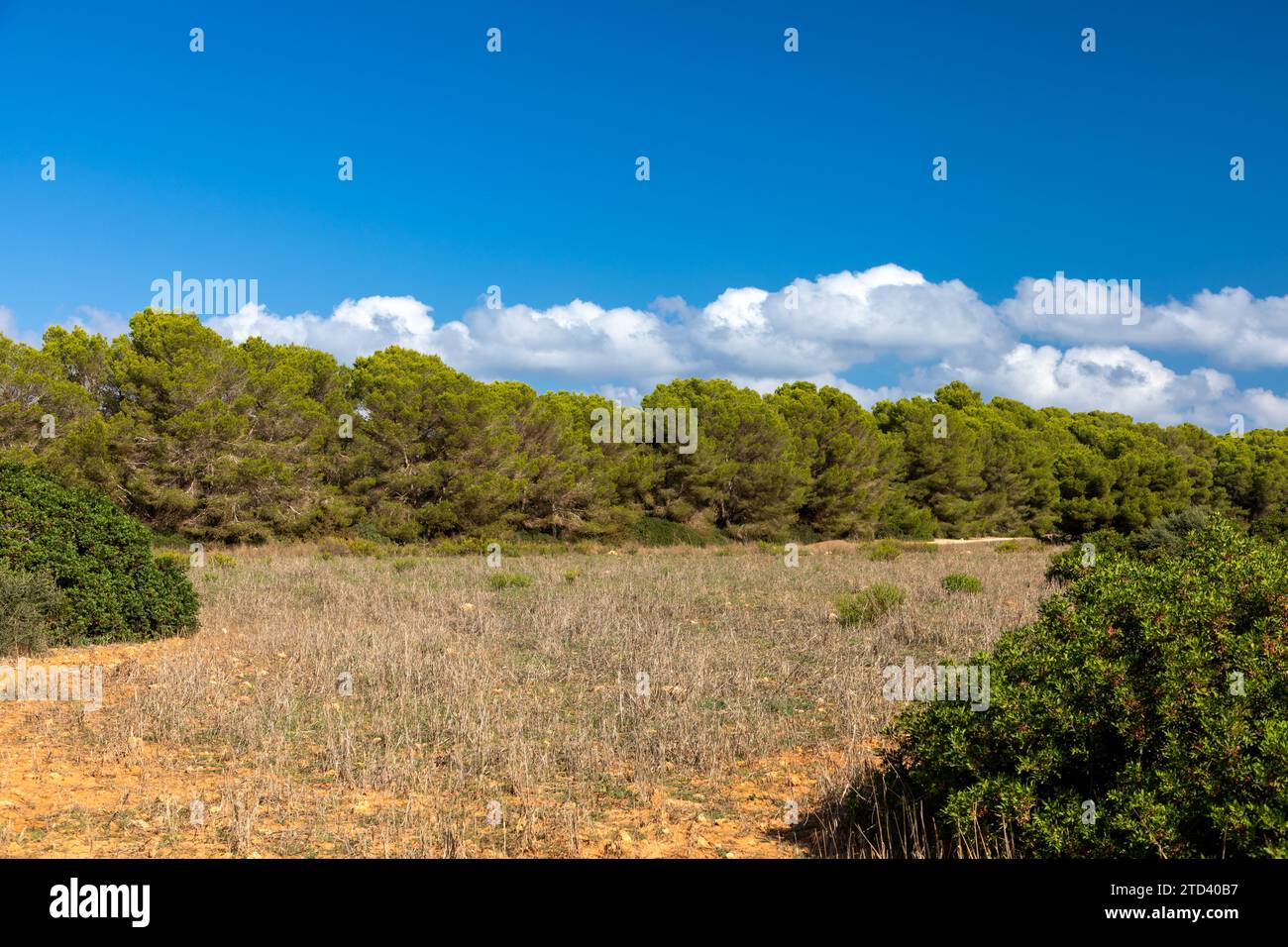 Pinienwald im Naturschutzgebiet Punta de n´Amer bei Cala Millor, Mallorca Stockfoto