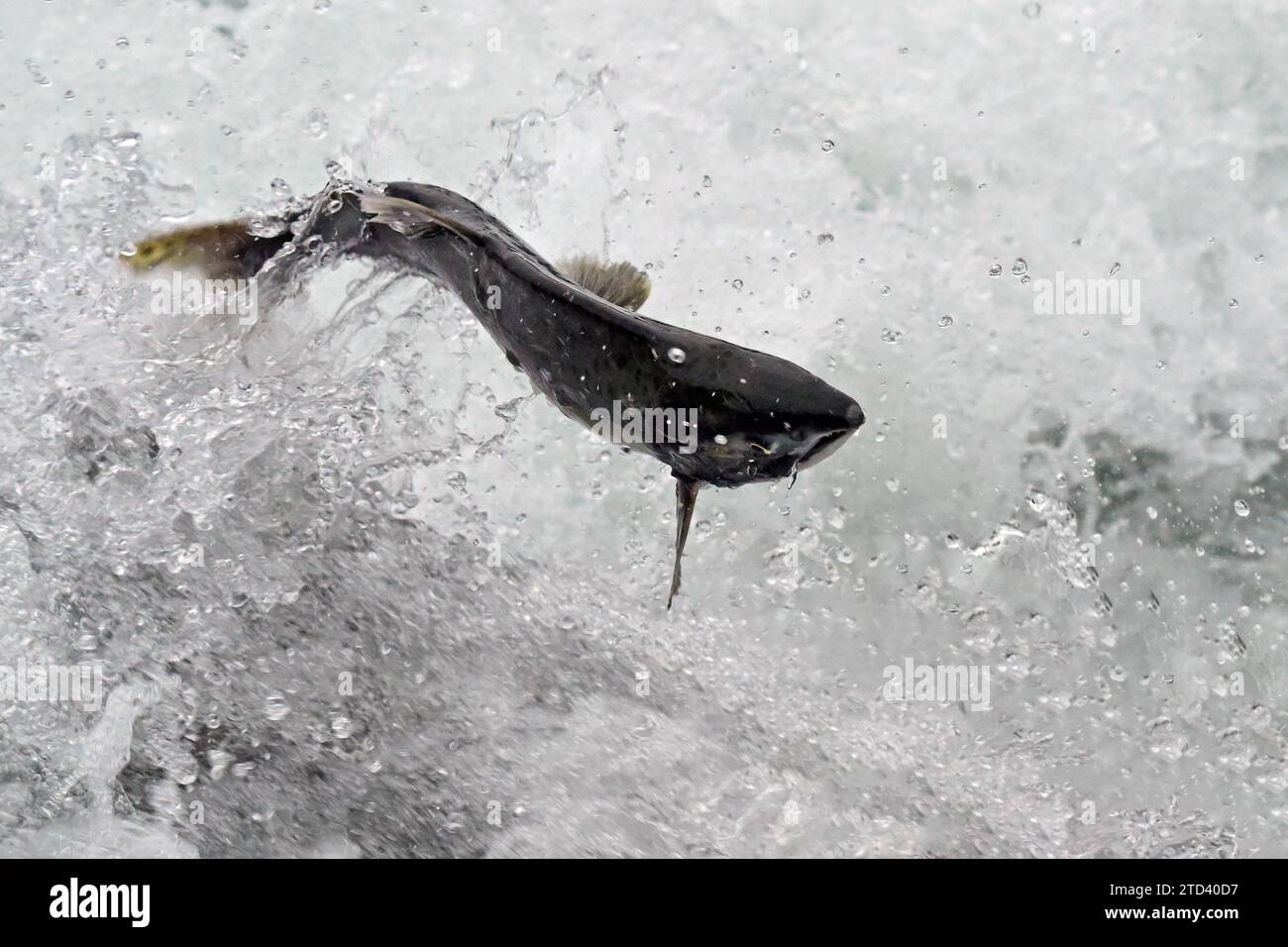 Ein rosafarbener Lachs (Oncorhynchus gorbuscha) springt aus dem Wasser und überquert den Wasserfall Prince William Sound, Alaska Stockfoto