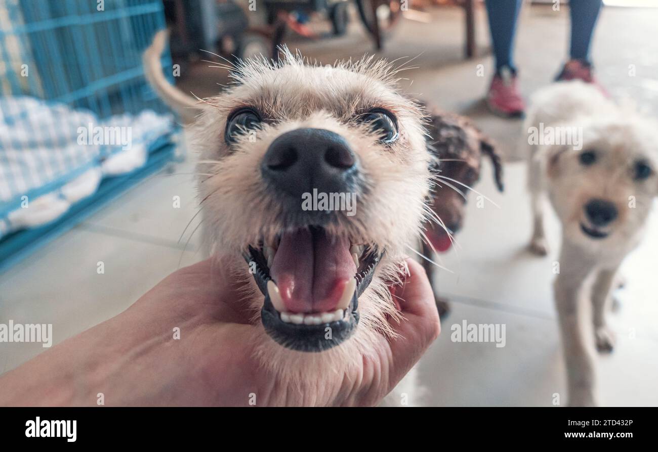 Nahaufnahme des männlichen, mit der Hand verstreichenden streunenden Hundes im Tierheim. Menschen, Tiere, Volunteering Und Helfende Konzepte. Stockfoto