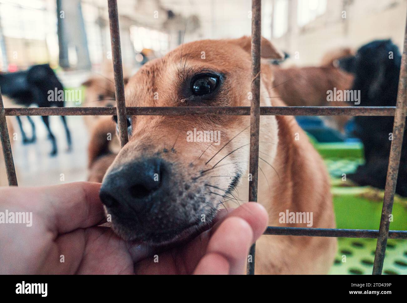 Nahaufnahme des männlichen, mit der Hand verstreichenden streunenden Hundes im Tierheim. Menschen, Tiere, Volunteering Und Helfende Konzepte. Stockfoto
