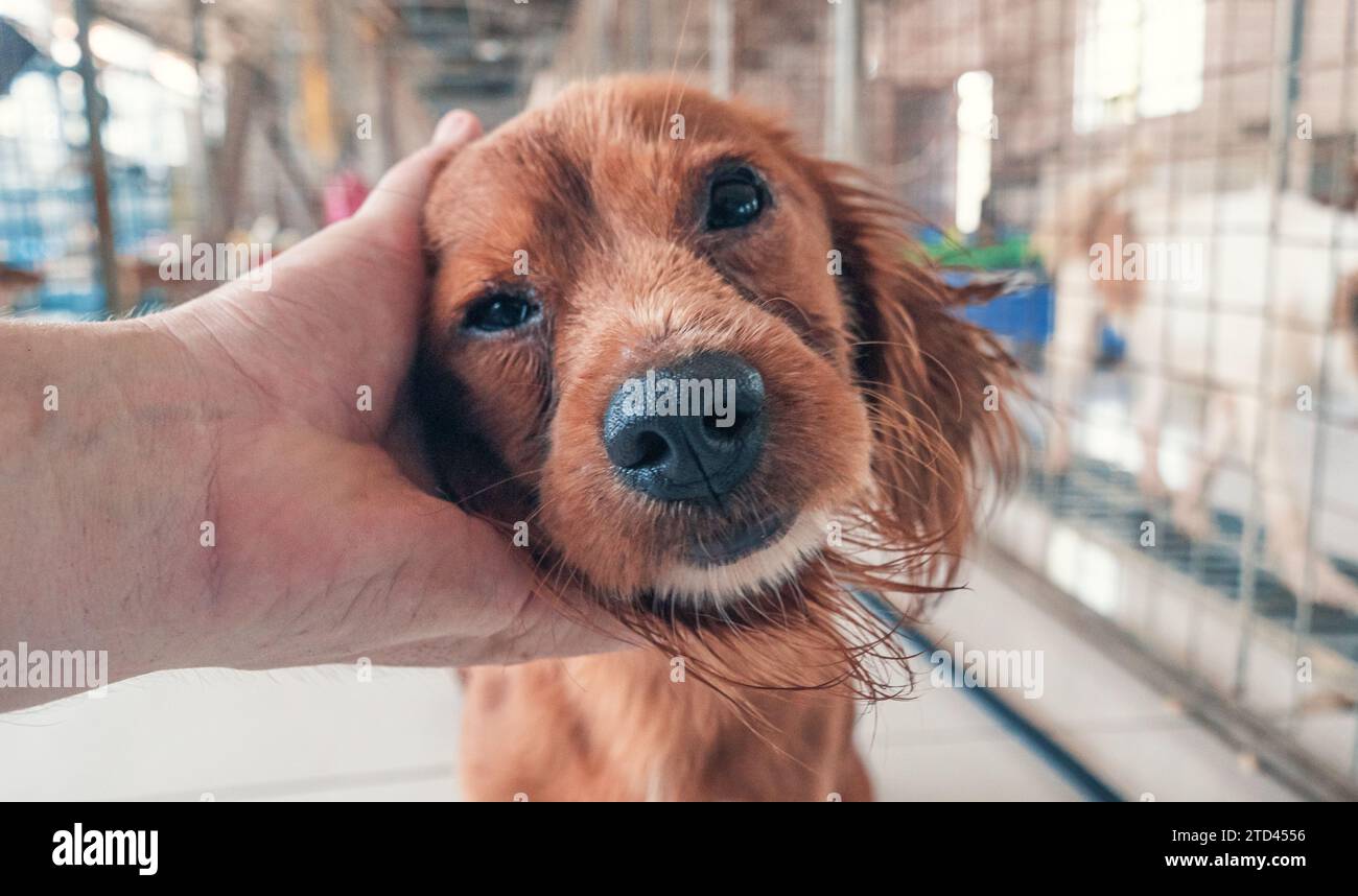Nahaufnahme des männlichen, mit der Hand verstreichenden streunenden Hundes im Tierheim. Menschen, Tiere, Volunteering Und Helfende Konzepte. Stockfoto