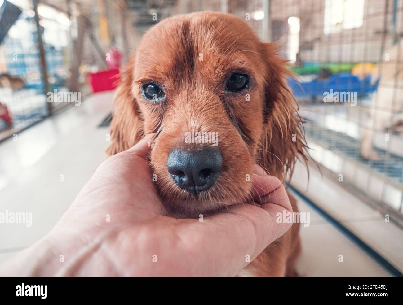 Nahaufnahme des männlichen, mit der Hand verstreichenden streunenden Hundes im Tierheim. Menschen, Tiere, Volunteering Und Helfende Konzepte. Stockfoto