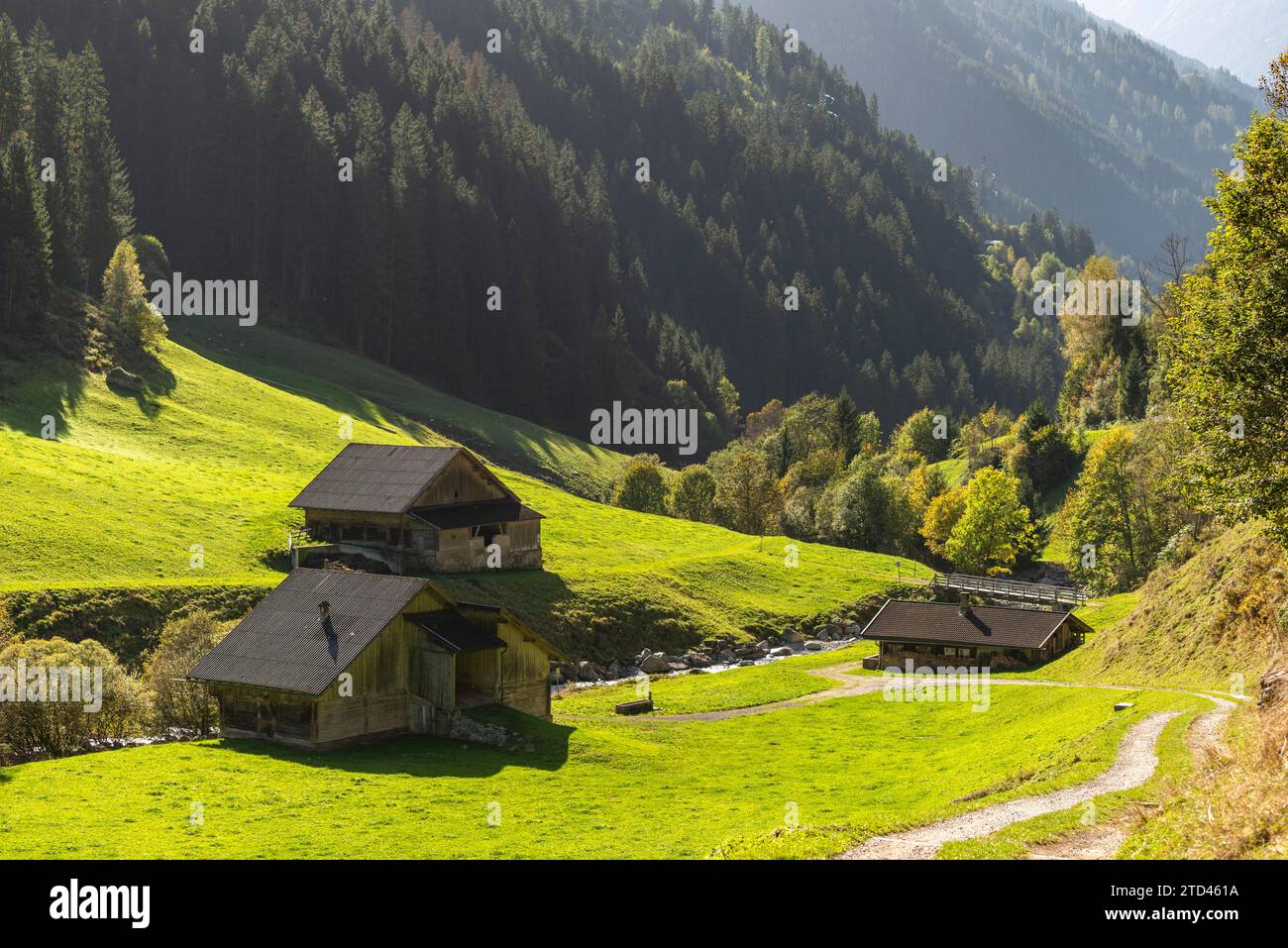Landwirtschaft, Almweide im Tal Zillergrund, Bergbach Ziller, Almweide, Zillertaler Alpen, Weg, Berghang, Nadelholz Stockfoto