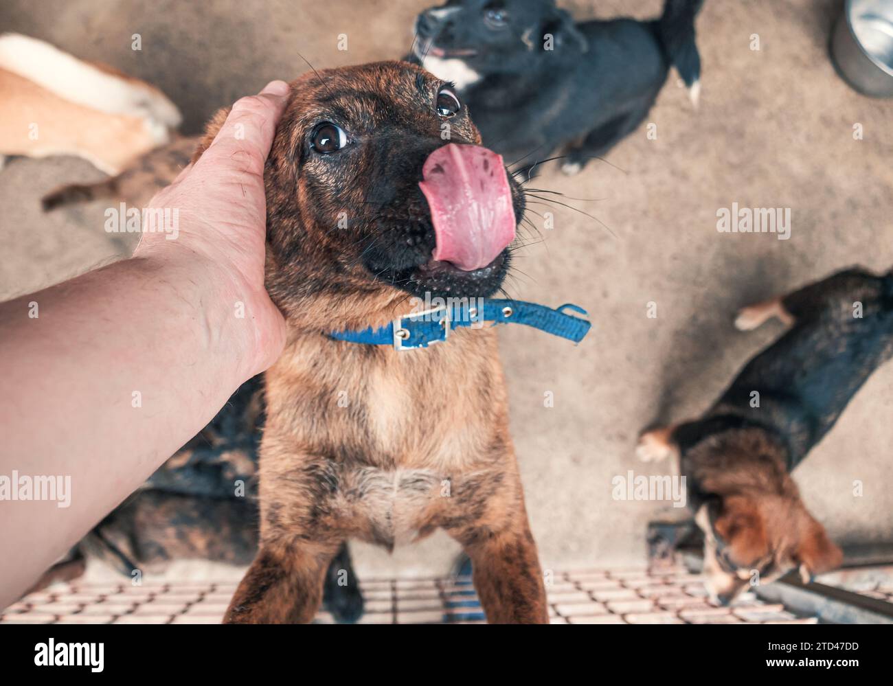 Nahaufnahme des männlichen, mit der Hand verstreichenden streunenden Hundes im Tierheim. Menschen, Tiere, Volunteering Und Helfende Konzepte. Stockfoto