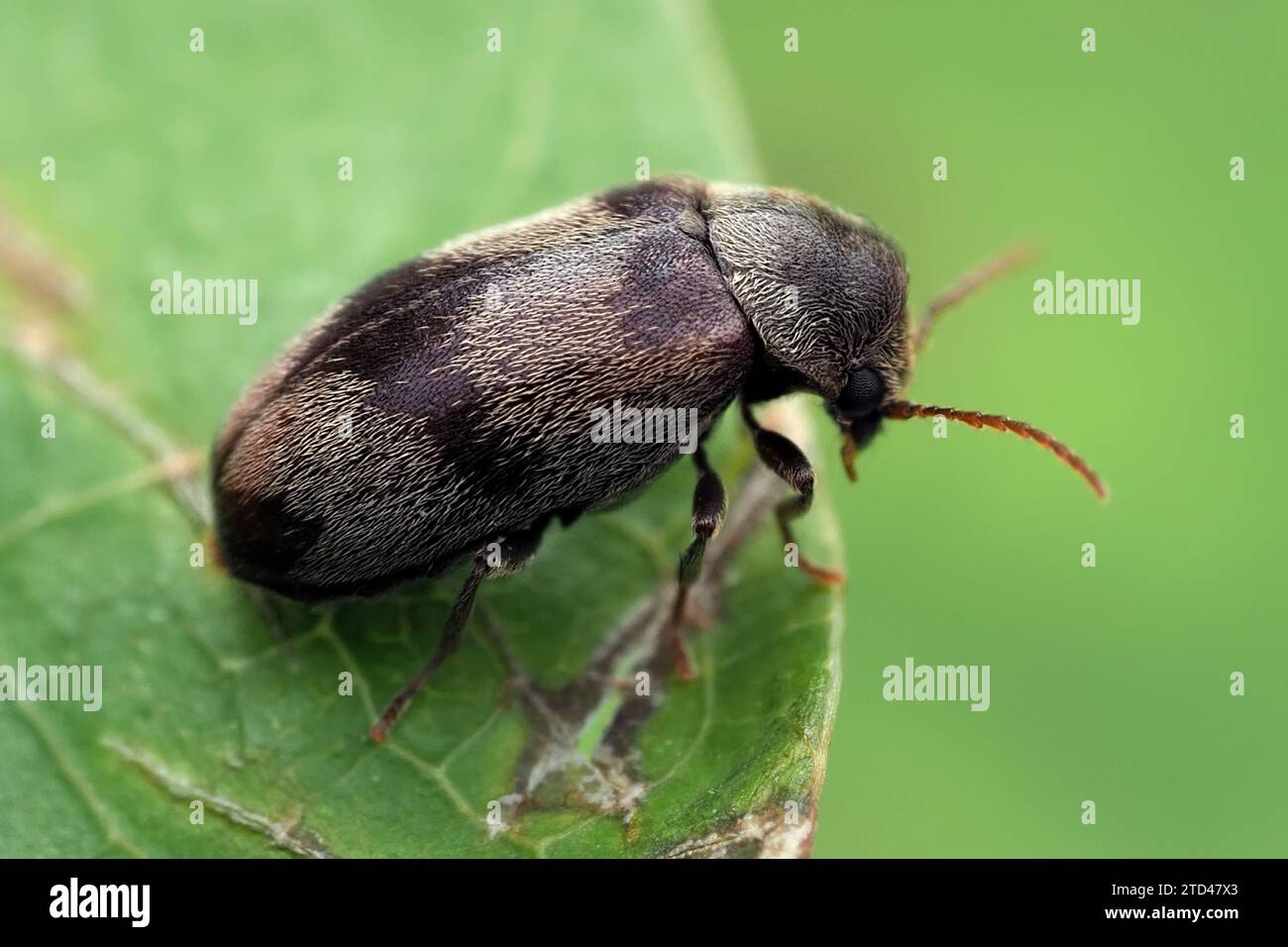 Ochina ptinoides Käfer auf Efeublatt. Tipperary, Irland Stockfoto