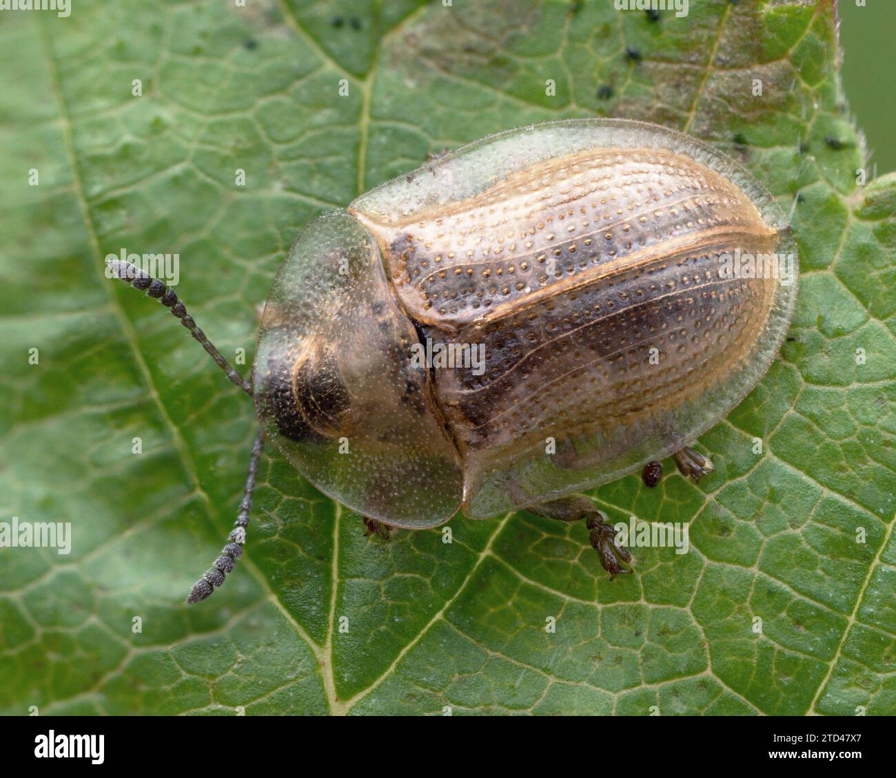 Blasser Schildkrötenkäfer (Cassida flaveola) auf Pflanzenblatt. Tipperary, Irland Stockfoto