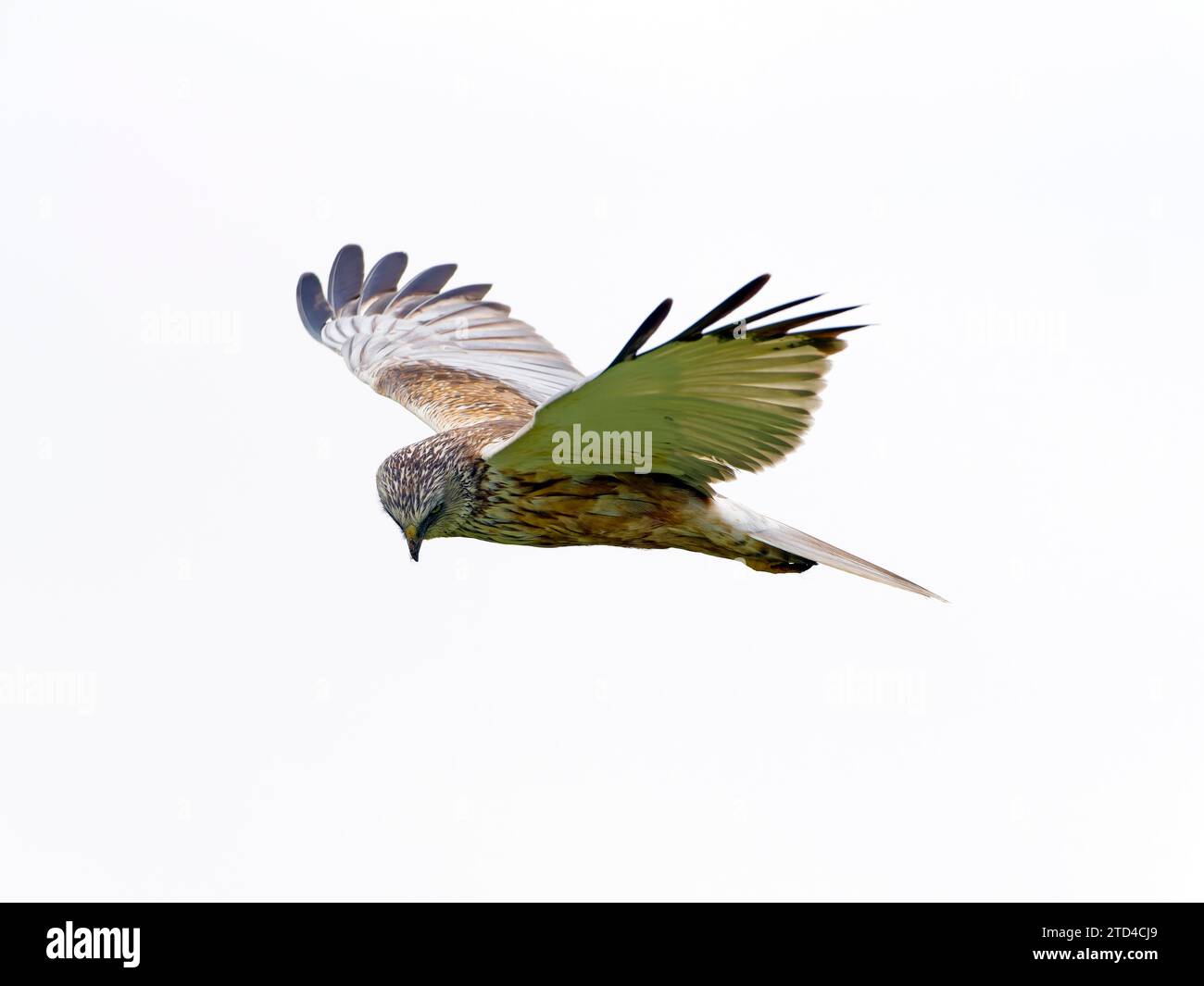 Westliche sumpfweide (Circus aeruginosus), männlich im Flug, Insel Texel, Niederlande Stockfoto