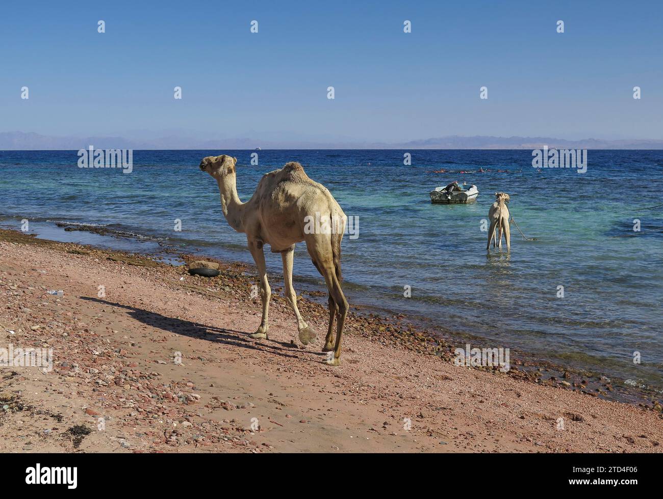 Kamele als Berge für Touristen, Ufer, Küste in der Nähe von Tauchplatz drei Teiche, Golf von Aqaba, Rotes Meer, Dahab, Sinai, Ägypten Stockfoto