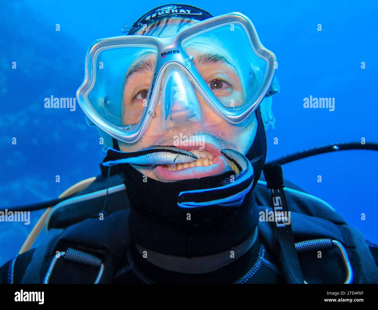 Kurioses Bild: Sauberer Fisch reinigt Taucherzähne, reinigt Symbiose, Unterwasserfoto, Tauchplatz Blue Hole, Dahab, Golf von Aqaba, Rotes Meer, Sinai Stockfoto