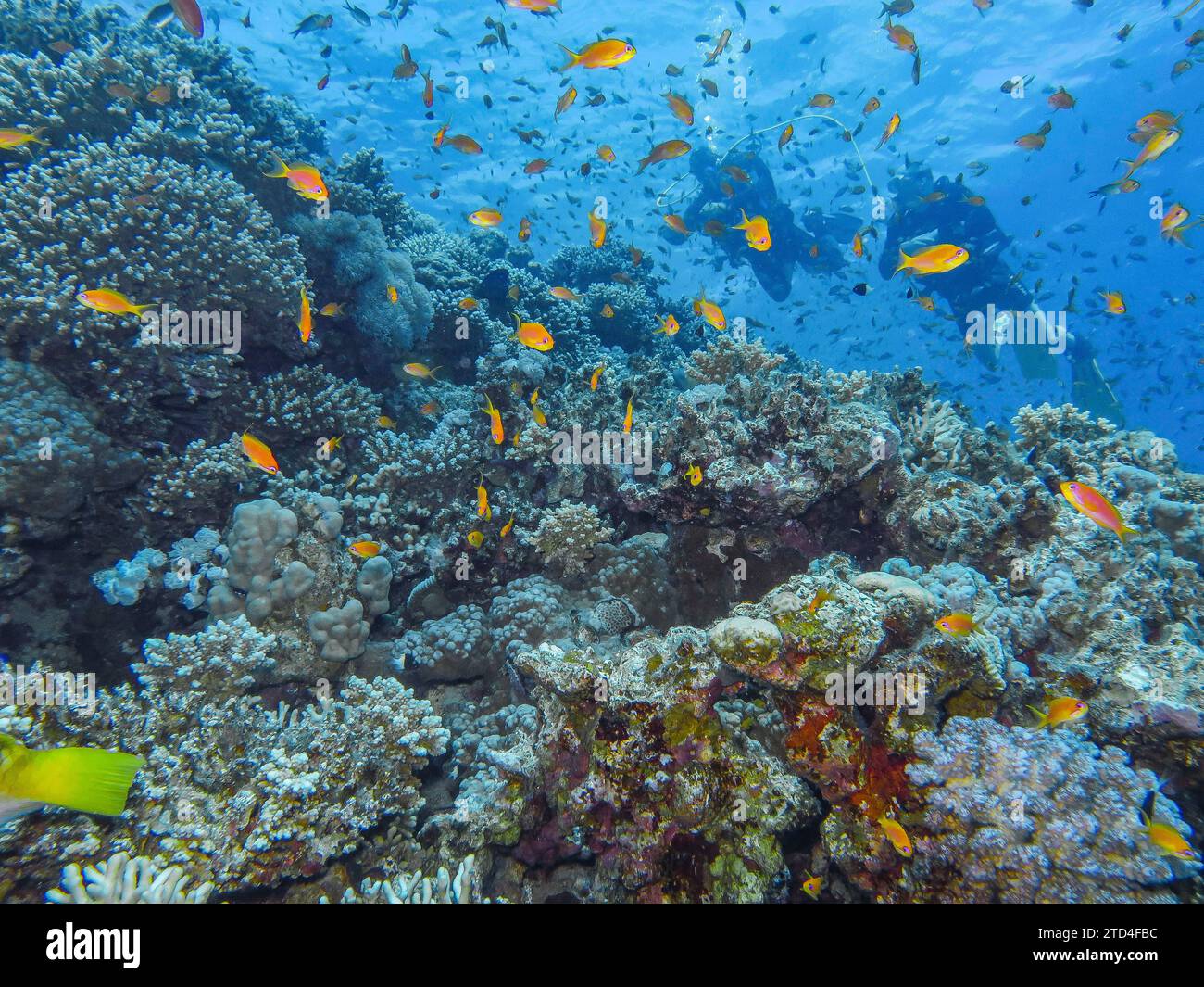 Juwelierfische, Korallen, Unterwasserfoto, Tauchplatz Blue Hole, Dahab, Golf von Aqaba, Rotes Meer, Sinai, Ägypten Stockfoto