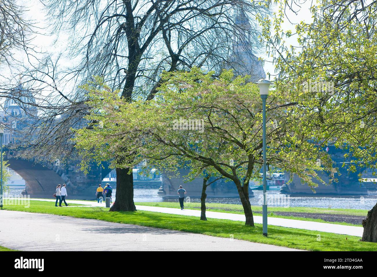 Dresdner Silhouette im Frühling. Zahlreiche japanische Kirschbäume blühen im Frühjahr am Ufer der Neustätterelbe und laden zu einem Spaziergang ein Stockfoto