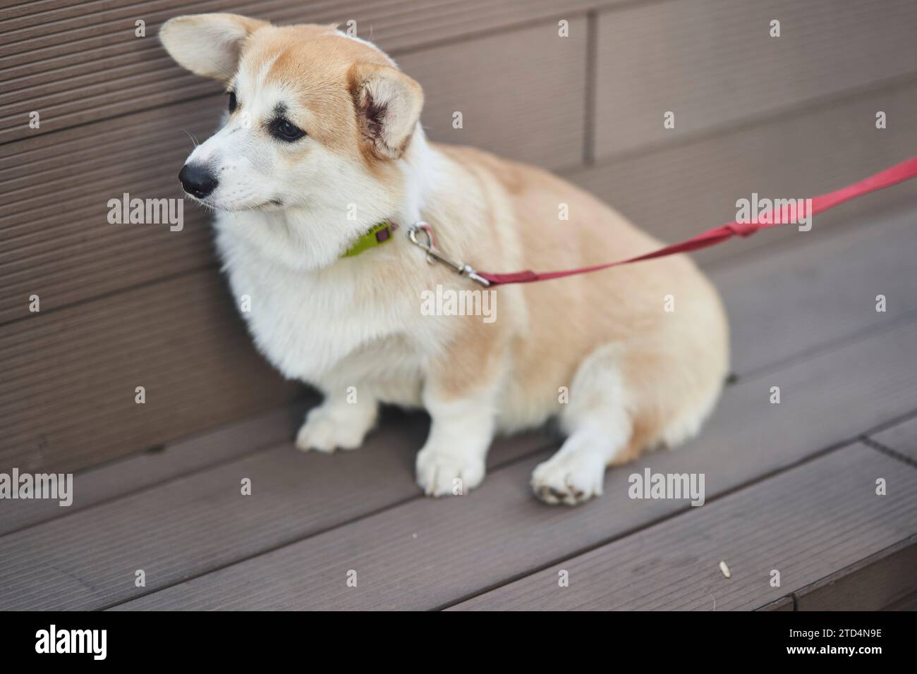 Welsh Corgi Hund sitzt draußen Stockfoto