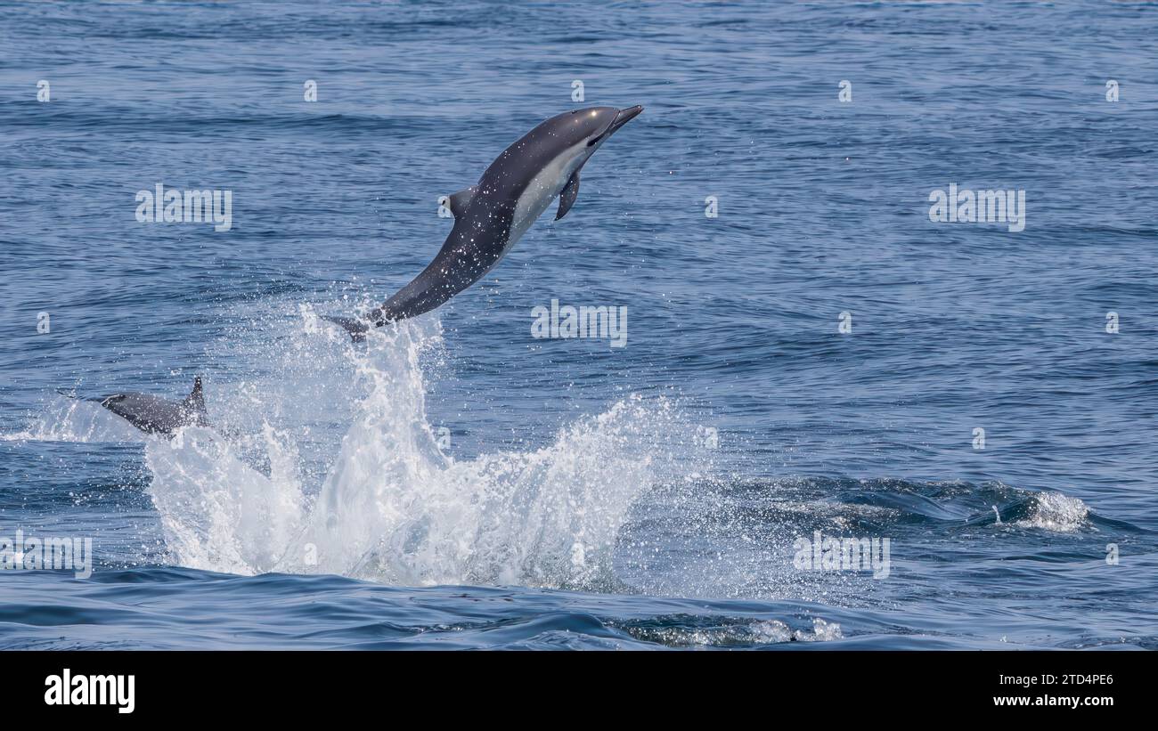 Springender gemeiner Delfin Stockfoto